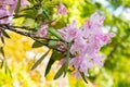 Rhododendron Smirnowii or Smirnow Rhododendron tree in Zurich in Switzerland