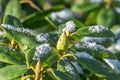 Rhododendron with snow on the leaves Royalty Free Stock Photo