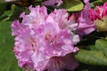Rhododendron - spring flowering evergreen deciduous shrub. Pink petals. Pink rhododendron flowers
