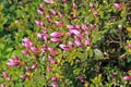 Rhododendron in spring