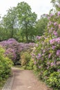 Rhododendron in spring in Sofiero Royalty Free Stock Photo