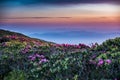 Rhododendron Stretch Out into Sunrise Royalty Free Stock Photo