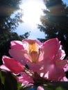 Rhododendron & Sun