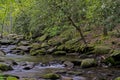 Rhododendron surround a small stream in the Smokies.