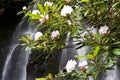 Rhododendron surround a white water falls.