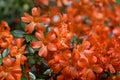 Rhododendron `Sweet Beatrice` plant