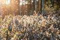 Rhododendron tomentosum Ledum palustre