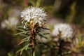 Rhododendron tomentosum in Varnikai