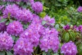 Rhododendron tree at Vondel Park, Amsterdam Netherlands. Close up view of plant in purple color Royalty Free Stock Photo