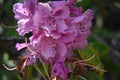 Rhododendron Maximum, the great laurel. Royalty Free Stock Photo