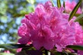 Rhododendron viscosum, also known as swamp azalea or clammy azalea.
