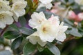 Rhododendron wardii, with pinkish white flowers in Yunnan, China Royalty Free Stock Photo
