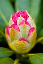 Rhododendron yaku duke blooming