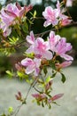 Rhododendron yedoense f. poukhanense, the Korean azalea, is a species of flowering plant in the family Ericaceae..