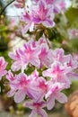 Rhododendron yedoense f. poukhanense, the Korean azalea, is a species of flowering plant in the family Ericaceae..