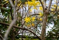 Rhododendron yellow. Botanical Garden. beautiful green plants. bright yellow flower.