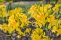 Rhododendron yellow bush