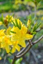 Rhododendron yellow closeup