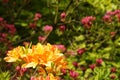 Rhododendron, yellow flower on forest background