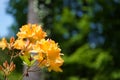 Rhododendron, yellow flower on forest background, bokeh