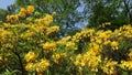 Rhododendron yellow spring in the park