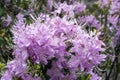 Rhododendron yunnanensis Pink Flowered