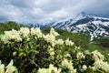 Rhododendrons bloom