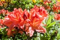 Rhododendrons bloom in Helsinki`s botanical garden