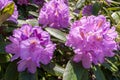 Rhododendrons bloom in Helsinki`s botanical garden Royalty Free Stock Photo