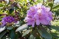 Rhododendrons bloom in Helsinki`s botanical garden