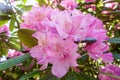 Rhododendrons bloom in Helsinki`s botanical garden Royalty Free Stock Photo