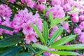 Rhododendrons bloom in Helsinki`s botanical garden Royalty Free Stock Photo