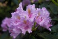 Rhododendrons