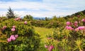 Rhododendrons Blue Ridge Roan Mtn TN