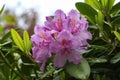 Rhododendrons