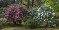 Rhododendrons