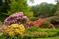 Rhododendrons in large English Garden