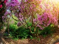 Rhododendrons in the park