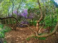 Rhododendrons in the park