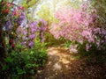 Rhododendrons in the park