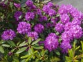 Rhododendrons purple