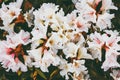 Rhododendrons white flowers beautiful spring seasonal