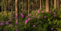 Rhododendrons in woodland, Dorset, UK Royalty Free Stock Photo