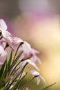 Flowers of the South-african plant Rhodohypoxis Royalty Free Stock Photo