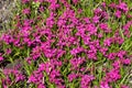 Rhodohypoxis milloides `Claret`