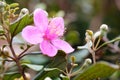 The flower of Rhodomyrtus tomentosa