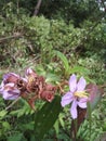 Rhodomyrtus tomentosa flowers