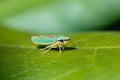 Rhodonendron leafhopper on leaf