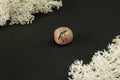 Rhodonite from China. Natural mineral stone on a black background surrounded by moss. Mineralogy, geology, magic, semi Royalty Free Stock Photo