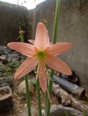 Rhodophiala is a genus of herbaceous, perennial and bulbous plants in the Amaryllis family Royalty Free Stock Photo